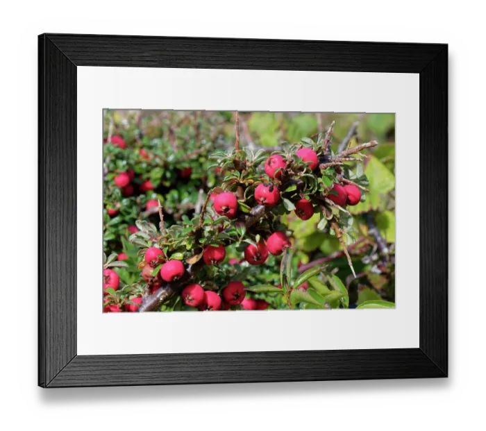 Framed Print : Entire-leaved cotoneaster (Cotoneaster integrifolius) an invasive species, with masses of red berries growing in an abandoned quarry, Isle of Portland, Dorset, UK. October