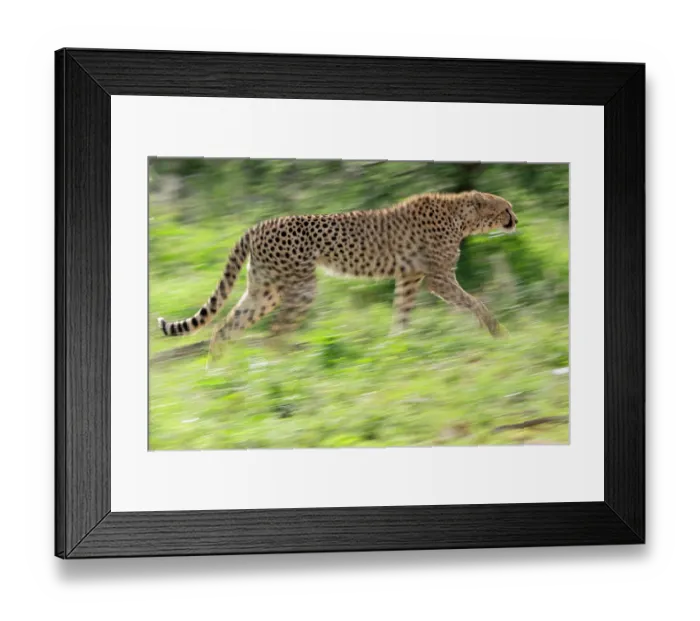 Framed Print : RF - Cheetah (Acinonyx jubatus) running, Laikipia plateau, Kenya. (This image may be licensed either as rights managed or royalty free.) Framed Print : RF - Cheetah (Acinonyx jubatus) running, Laikipia plateau, Kenya. (This image may be licensed either as rights managed or royalty free.)