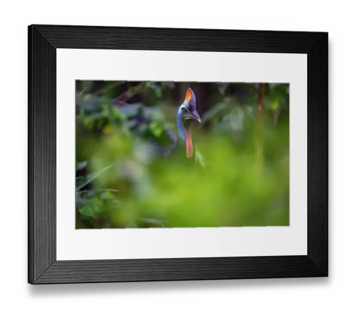 Framed Print : RF - Southern cassowary (Casuarius casuarius) portrait, private nature reserve in the rainforest near Fak Fak, West Papua, Indonesia Framed Print : RF - Southern cassowary (Casuarius casuarius) portrait, private nature reserve in the rainforest near Fak Fak, West Papua, Indonesia