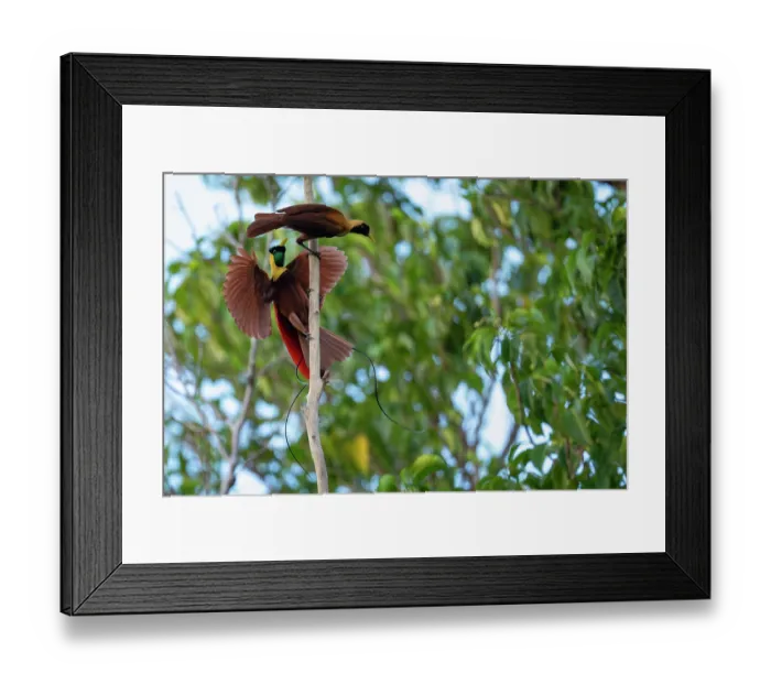 Framed Print : RF - Red bird of paradise (Paradisaea rubra) male, perched on dead branch displaying to female, Waigeo Island, Raja Ampat, West Papua, Indonesia