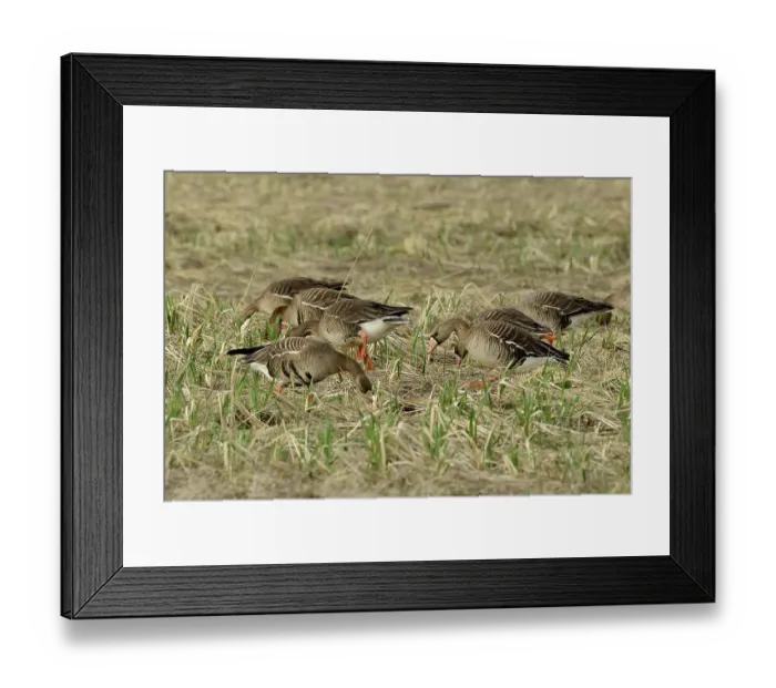 Framed Print : Group of White fronted geese (Anser albifrons) feeding on new growth sedges, Mendenhall Wetlands, Juneau, Alaska, USA. May Framed Print : Group of White fronted geese (Anser albifrons) feeding on new growth sedges, Mendenhall Wetlands, Juneau, Alaska, USA. May