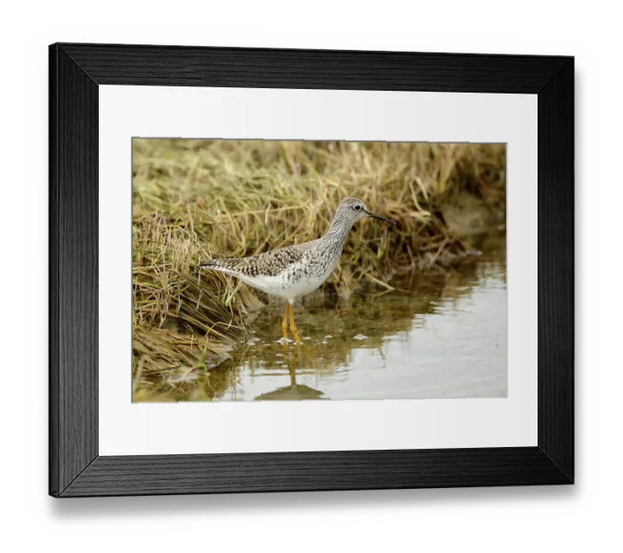 Framed Print : Lesser yellowlegs (Tringa flavipes) standing in shallow water at edge of saltmarsh, Mendenhall Wetlands, Juneau, Alaska, USA. May Framed Print : Lesser yellowlegs (Tringa flavipes) standing in shallow water at edge of saltmarsh, Mendenhall Wetlands, Juneau, Alaska, USA. May