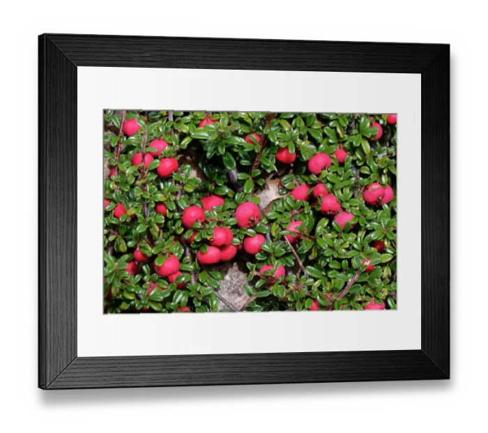 Framed Print : Entire-leaved cotoneaster (Cotoneaster integrifolius) an invasive species, with masses of red berries growing in an abandoned quarry, Isle of Portland, Dorset, UK. October Framed Print : Entire-leaved cotoneaster (Cotoneaster integrifolius) an invasive species, with masses of red berries growing in an abandoned quarry, Isle of Portland, Dorset, UK. October