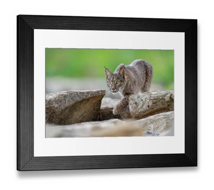 Framed Print : RF - Iberian lynx (Lynx pardinus) stalking, Sierra de Andujar, Andalucia, Spain. January. (This image may be licensed either as rights managed or royalty free.) Framed Print : RF - Iberian lynx (Lynx pardinus) stalking, Sierra de Andujar, Andalucia, Spain. January. (This image may be licensed either as rights managed or royalty free.)