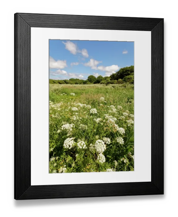 Framed Print : Hemlock water-dropwort (Oenanthe crocata) dense stand flowering in marshland bordering Loe Pool, Porthleven, The Lizard, Cornwall, England, UK. June Framed Print : Hemlock water-dropwort (Oenanthe crocata) dense stand flowering in marshland bordering Loe Pool, Porthleven, The Lizard, Cornwall, England, UK. June