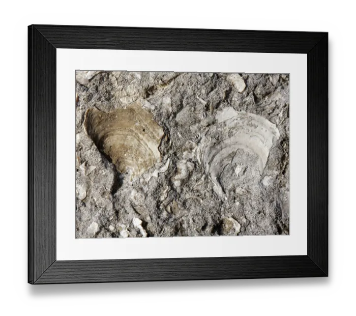 Framed Print : Fossilised Jurassic bivalve shells, possibly Scallop (Camptonectes lamellosus) in Portland limestone, exposed on sea shore at Portland Bill, Isle of Portland, Dorset, England, UK Framed Print : Fossilised Jurassic bivalve shells, possibly Scallop (Camptonectes lamellosus) in Portland limestone, exposed on sea shore at Portland Bill, Isle of Portland, Dorset, England, UK
