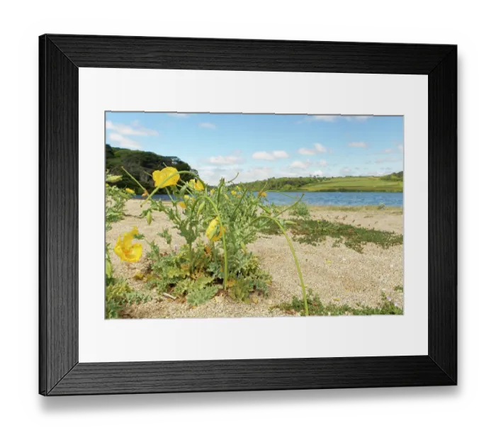 Framed Print : Yellow horned poppy (Glaucium flavum) clumps flowering on Loe Bar beach beside Loe Pool, Porthleven, The Lizard, Cornwall, UK. June Framed Print : Yellow horned poppy (Glaucium flavum) clumps flowering on Loe Bar beach beside Loe Pool, Porthleven, The Lizard, Cornwall, UK. June
