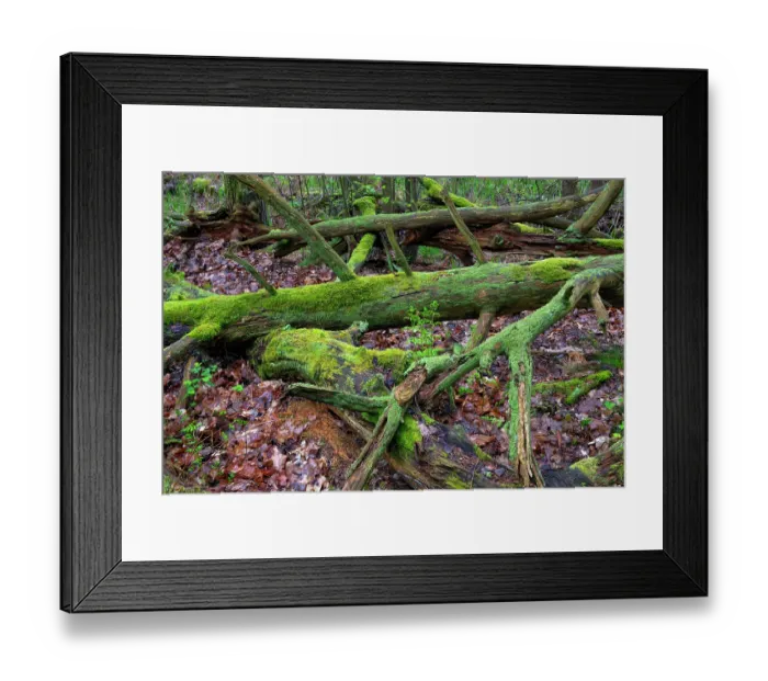 Framed Print : Rotting dead wood, natural regeneration of the forest, Muritz National Park, Mecklenburg-Western Pomerania, Germany. May, 2021 Framed Print : Rotting dead wood, natural regeneration of the forest, Muritz National Park, Mecklenburg-Western Pomerania, Germany. May, 2021