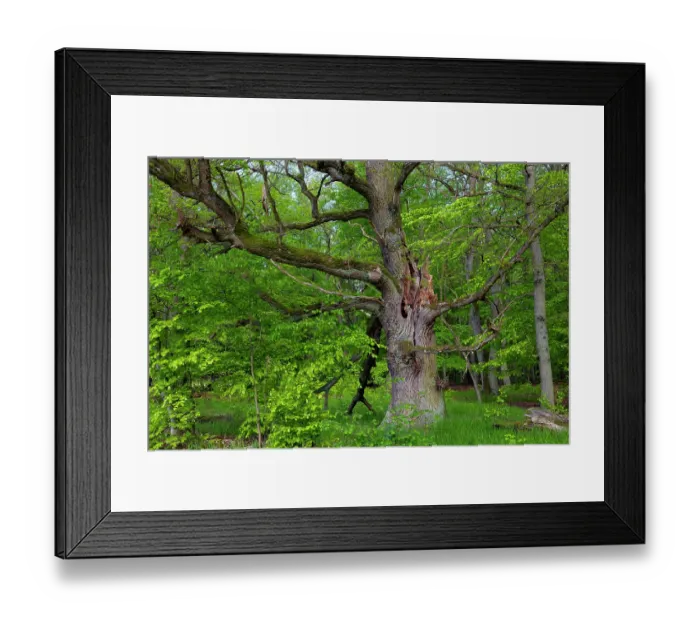 Framed Print : Oak tree (Quercus sp.) with broken branches and many tree hollows, in woodland, Muritz National Park, Mecklenburg-Western Pomerania, Germany Framed Print : Oak tree (Quercus sp.) with broken branches and many tree hollows, in woodland, Muritz National Park, Mecklenburg-Western Pomerania, Germany