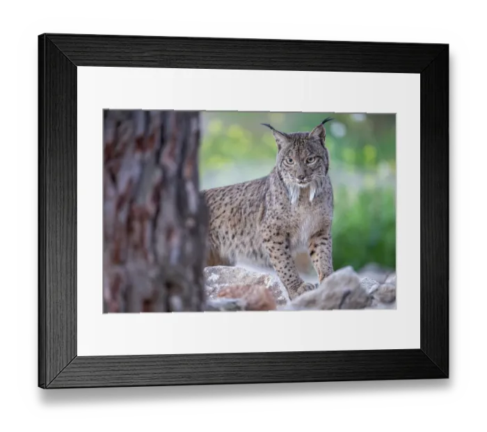 Framed Print : RF - Iberian lynx (Lynx pardinus) portrait, Sierra de Andujar, Andalucia, Spain. January. (This image may be licensed either as rights managed or royalty free.) Framed Print : RF - Iberian lynx (Lynx pardinus) portrait, Sierra de Andujar, Andalucia, Spain. January. (This image may be licensed either as rights managed or royalty free.)