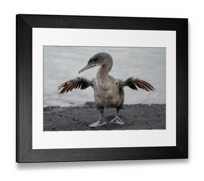 Framed Print : Flightless cormorant (Nannopterum harrisi) standing on the shore spreading its wings, Fernandina Island, Galapagos National Park, Galapagos Islands Framed Print : Flightless cormorant (Nannopterum harrisi) standing on the shore spreading its wings, Fernandina Island, Galapagos National Park, Galapagos Islands