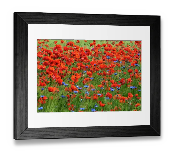 Framed Print : Poppies (Papaver rhoeas) and Cornflowers (Centaurea cyanus) in flower along edge of farmland, Mecklenburg-Western Pomerania, Germany. June Framed Print : Poppies (Papaver rhoeas) and Cornflowers (Centaurea cyanus) in flower along edge of farmland, Mecklenburg-Western Pomerania, Germany. June