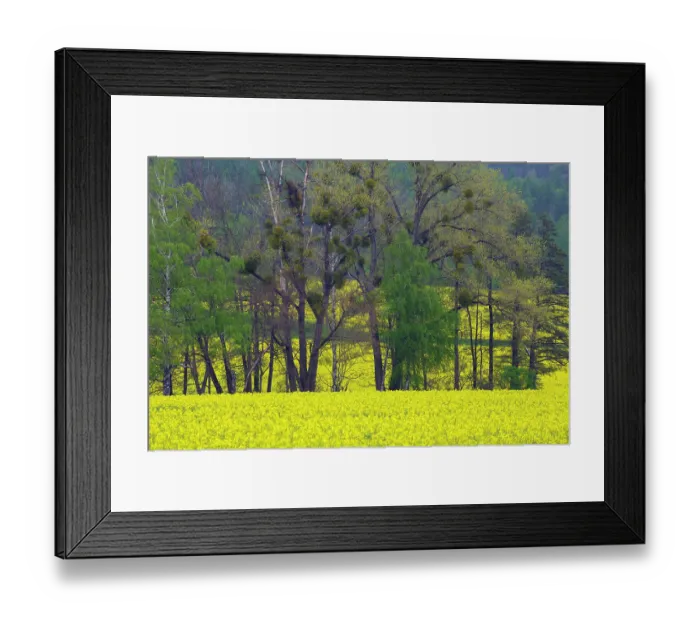 Framed Print : Rapeseed (Brassica napus) crop in flower, with trees and Mistletoe (Viscum sp.), Saxony, Germany. May, 2021 Framed Print : Rapeseed (Brassica napus) crop in flower, with trees and Mistletoe (Viscum sp.), Saxony, Germany. May, 2021