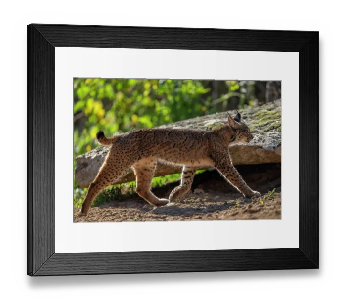 Framed Print : RF - Iberian lynx (Lynx pardinus) walking, portrait, Sierra de Andujar, Andalucia, Spain. January. (This image may be licensed either as rights managed or royalty free.) Framed Print : RF - Iberian lynx (Lynx pardinus) walking, portrait, Sierra de Andujar, Andalucia, Spain. January. (This image may be licensed either as rights managed or royalty free.)
