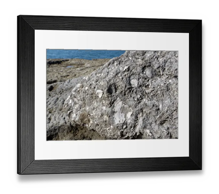 Framed Print : Fossilised Jurassic bivalve shells, possibly including Scallop (Camptonectes lamellosus) in Portland limestone, exposed on sea shore at Portland Bill, Isle of Portland, Dorset Framed Print : Fossilised Jurassic bivalve shells, possibly including Scallop (Camptonectes lamellosus) in Portland limestone, exposed on sea shore at Portland Bill, Isle of Portland, Dorset