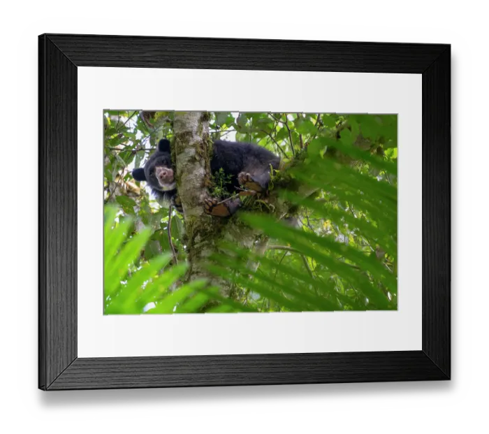 Framed Print : Spectacled bear (Tremarctos ornatus) resting in tree, looking down, in the cloud forest of the Ecuadorian Choco, Pichincha, Ecuador Framed Print : Spectacled bear (Tremarctos ornatus) resting in tree, looking down, in the cloud forest of the Ecuadorian Choco, Pichincha, Ecuador