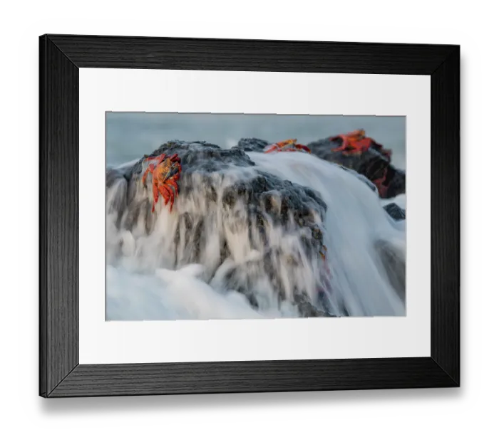 Framed Print : Sally Lightfoot crabs (Grapsus grapsus) resting on lava rocks with waves washing over them, Santa Cruz Island, Galapagos National Park, Galapagos Islands Framed Print : Sally Lightfoot crabs (Grapsus grapsus) resting on lava rocks with waves washing over them, Santa Cruz Island, Galapagos National Park, Galapagos Islands