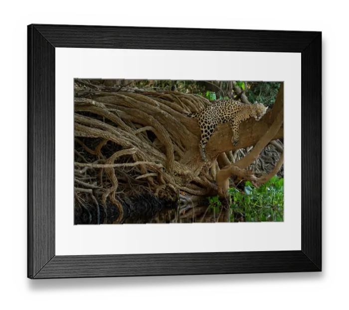 Framed Print : Jaguar (Panthera onca) resting on a tree branch, Pantanal, Mato Grosso, Brazil