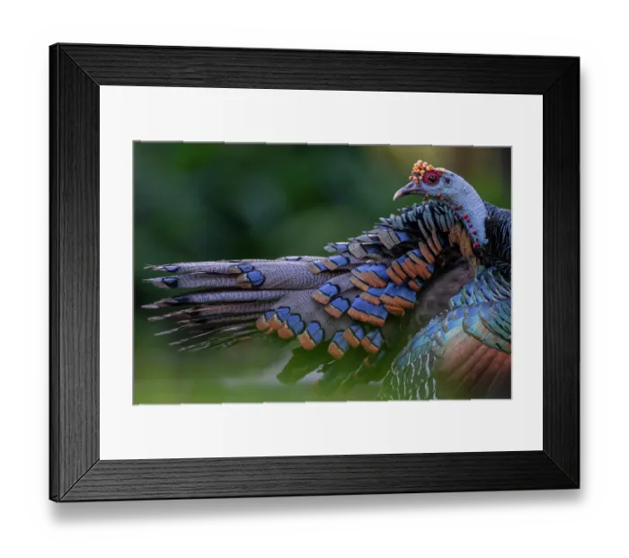 Framed Print : Ocellated turkey (Meleagris ocellata) male, portrait, Gallon Jug, Orange Walk District, Belize Framed Print : Ocellated turkey (Meleagris ocellata) male, portrait, Gallon Jug, Orange Walk District, Belize