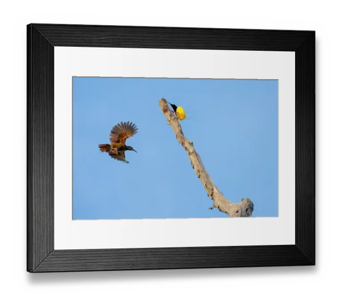 Framed Print : Twelve-wired bird of paradise (Seleucidis melanoleucus) male perched on branch and female in flight, Malagufuk, West Papua Framed Print : Twelve-wired bird of paradise (Seleucidis melanoleucus) male perched on branch and female in flight, Malagufuk, West Papua