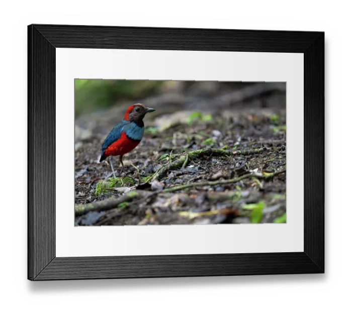 Framed Print : Red-bellied pitta (Erythropitta erythrogaster) standing on forest floor, Nimbokrang, West Papua Framed Print : Red-bellied pitta (Erythropitta erythrogaster) standing on forest floor, Nimbokrang, West Papua