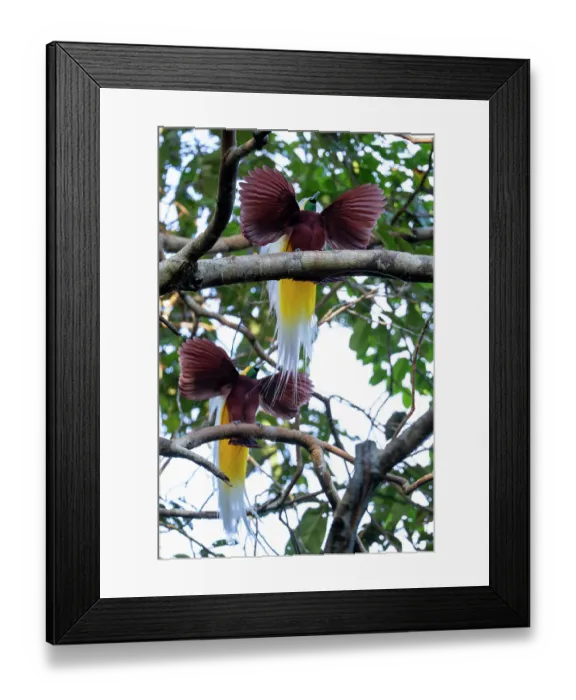 Framed Print : Two Lesser bird of paradise (Paradisaea minor) males, displaying at lek, Malagufuk, West Papua