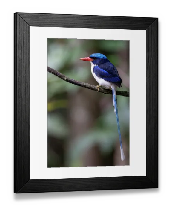 Framed Print : Common paradise kingfisher (Tanysiptera galatea) perched on branch, Nimbokrang, West Papua Framed Print : Common paradise kingfisher (Tanysiptera galatea) perched on branch, Nimbokrang, West Papua