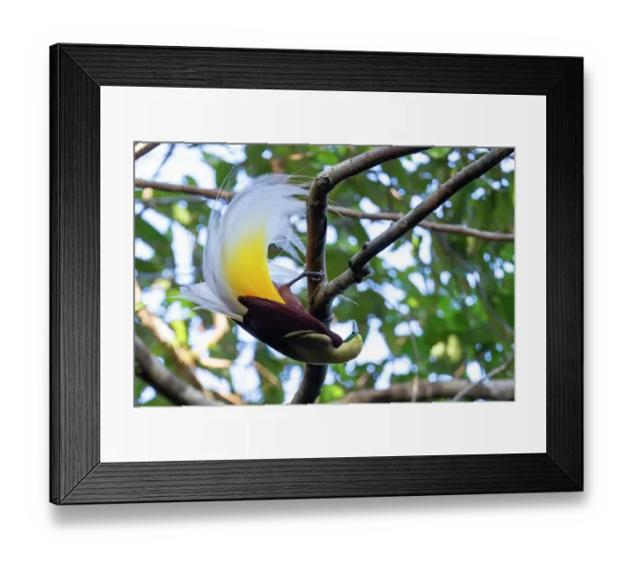 Framed Print : Lesser bird of paradise (Paradisaea minor) male, perched on branch, displaying, Malagufuk, West Papua