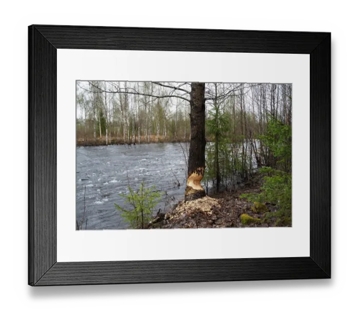 Framed Print : Aspen (Populus tremula) tree on river bank with Eurasian beaver (Castor fiber) gnawing marks on trunk, near Kittila, Lapland Finland. May Framed Print : Aspen (Populus tremula) tree on river bank with Eurasian beaver (Castor fiber) gnawing marks on trunk, near Kittila, Lapland Finland. May