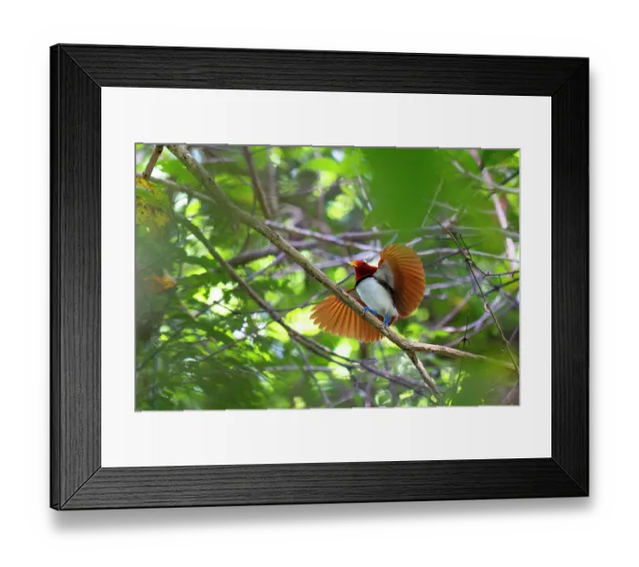 Framed Print : King bird of paradise (Cicinnurus regius) male, perched on branch displaying, Malagufuk, West Papua Framed Print : King bird of paradise (Cicinnurus regius) male, perched on branch displaying, Malagufuk, West Papua