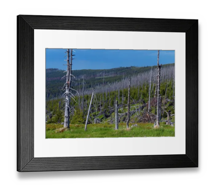 Framed Print : Spruce (Picea abies) forest with some dead trees, natural regeneration of the forest after Bark beetle infestation, Bavarian Forest National Park, Bayerischer Wald, Bavaria Framed Print : Spruce (Picea abies) forest with some dead trees, natural regeneration of the forest after Bark beetle infestation, Bavarian Forest National Park, Bayerischer Wald, Bavaria