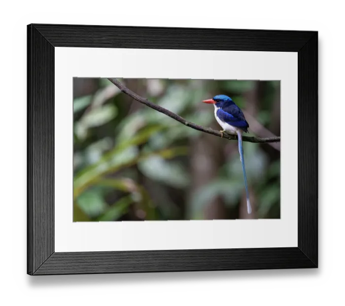 Framed Print : Common paradise kingfisher (Tanysiptera galatea) perched on branch, Nimbokrang, West Papua Framed Print : Common paradise kingfisher (Tanysiptera galatea) perched on branch, Nimbokrang, West Papua