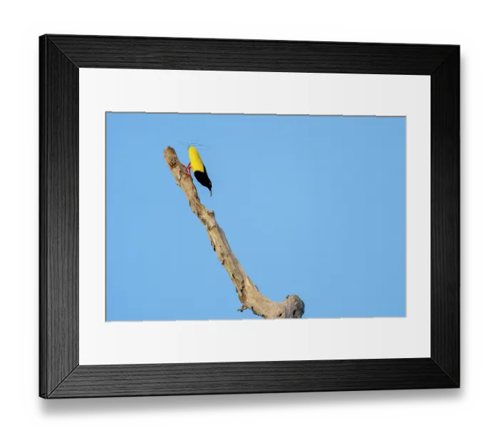 Framed Print : Twelve-wired bird of paradise (Seleucidis melanoleucus) male, perched on dead branch, Malagufuk, West Papua
