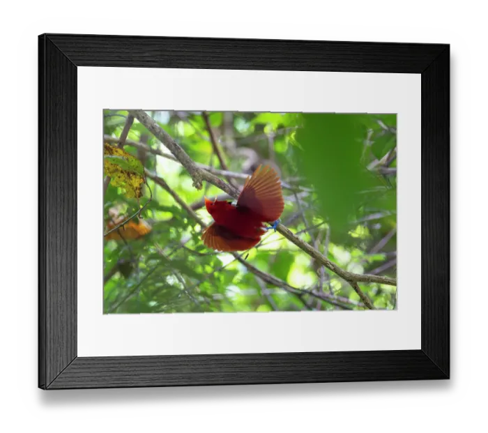 Framed Print : King bird of paradise (Cicinnurus regius) male, perched on branch displaying, Malagufuk, West Papua Framed Print : King bird of paradise (Cicinnurus regius) male, perched on branch displaying, Malagufuk, West Papua