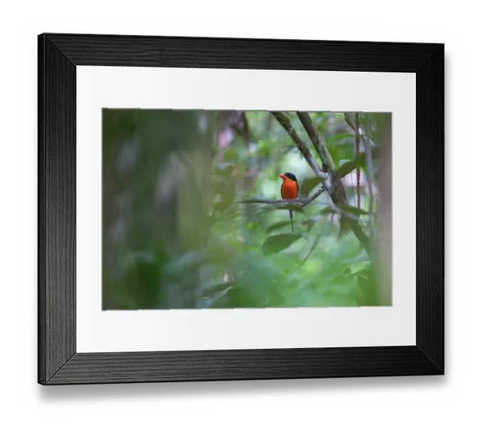 Framed Print : Red-breasted paradise kingfisher (Tanysiptera nympha) perched on branch in rainfoprest, Malagufuk, West Papua Framed Print : Red-breasted paradise kingfisher (Tanysiptera nympha) perched on branch in rainfoprest, Malagufuk, West Papua