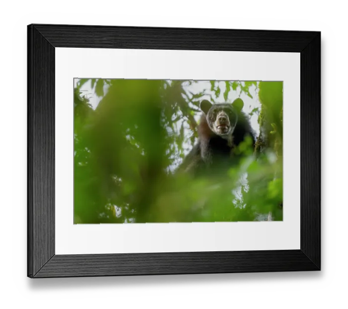 Framed Print : Spectacled bear (Tremarctos ornatus) looking down from tree in cloud forest of the Ecuadorian Choco, Pichincha, Ecuador Framed Print : Spectacled bear (Tremarctos ornatus) looking down from tree in cloud forest of the Ecuadorian Choco, Pichincha, Ecuador
