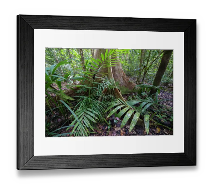 Framed Print : Rainforest understorey, Malagufuk, West Papua. September, 2023 Framed Print : Rainforest understorey, Malagufuk, West Papua. September, 2023
