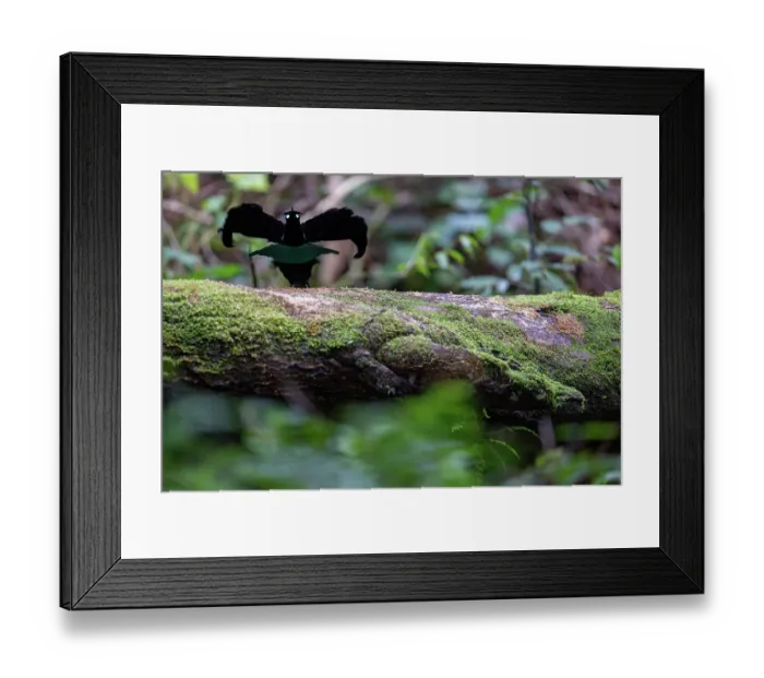 Framed Print : Superb bird of paradise (Lophorina superba) male, courtship display, cloud forest, Arfak, West Papua Framed Print : Superb bird of paradise (Lophorina superba) male, courtship display, cloud forest, Arfak, West Papua