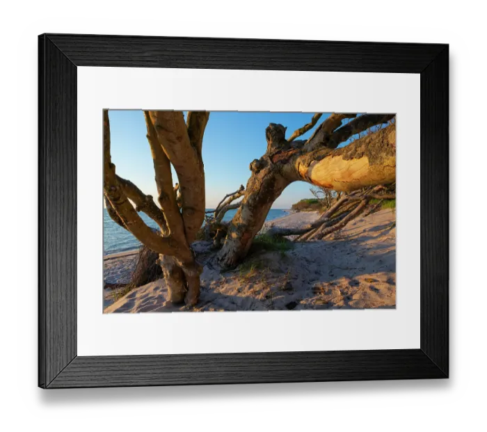 Framed Print : Dead tree washed up on the beach, Darsser West Beach, Western Pomerania Lagoon Area National Park, Baltic Sea, Mecklenburg-Western Pomerania, Germany. May, 2021 Framed Print : Dead tree washed up on the beach, Darsser West Beach, Western Pomerania Lagoon Area National Park, Baltic Sea, Mecklenburg-Western Pomerania, Germany. May, 2021