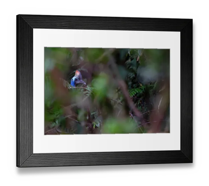 Framed Print : Southern cassowary (Casuarius casuarius) walking through dense foliage, private nature reserve in the rainforest near Fak Fak, West Papua, Indonesia Framed Print : Southern cassowary (Casuarius casuarius) walking through dense foliage, private nature reserve in the rainforest near Fak Fak, West Papua, Indonesia