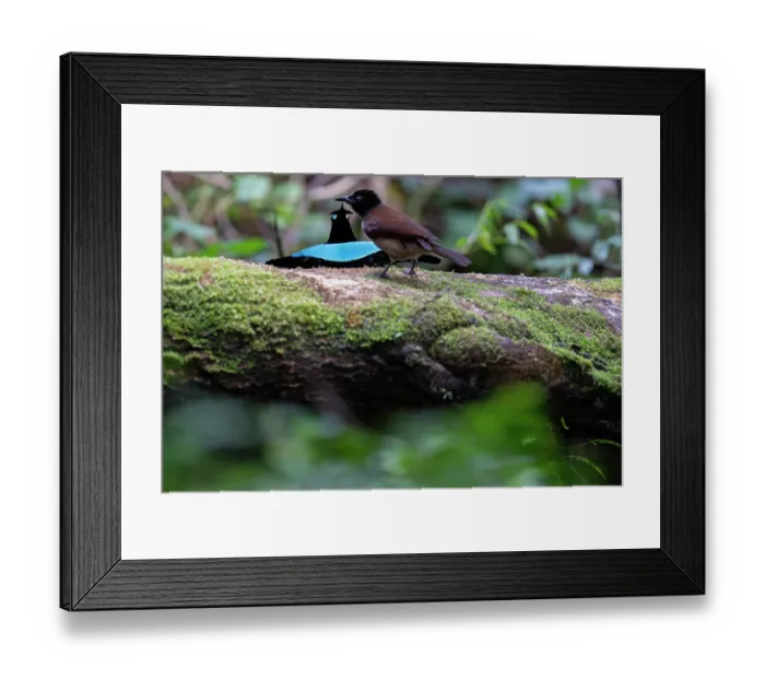 Framed Print : Superb bird of paradise (Lophorina superba) male, courtship display, cloud forest, Arfak, West Papua Framed Print : Superb bird of paradise (Lophorina superba) male, courtship display, cloud forest, Arfak, West Papua