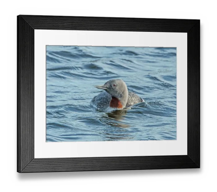Framed Print : Red-throated loon (Gavia stellata) on water, GedJnes, Kongsfjordfjellet, Finnmark, Norway. June Framed Print : Red-throated loon (Gavia stellata) on water, GedJnes, Kongsfjordfjellet, Finnmark, Norway. June