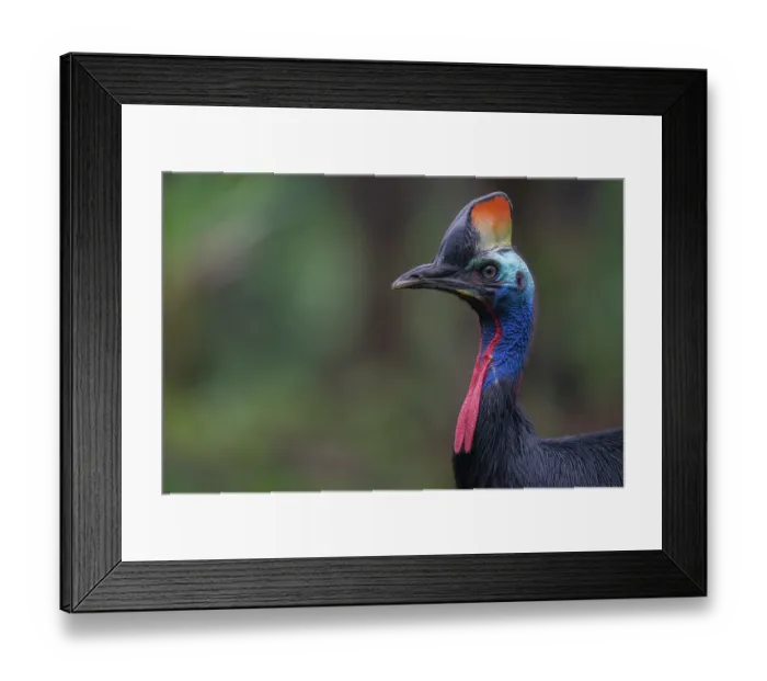 Framed Print : Southern cassowary (Casuarius casuarius) portrait, private nature reserve in the rainforest near Fak Fak, West Papua, Indonesia Framed Print : Southern cassowary (Casuarius casuarius) portrait, private nature reserve in the rainforest near Fak Fak, West Papua, Indonesia