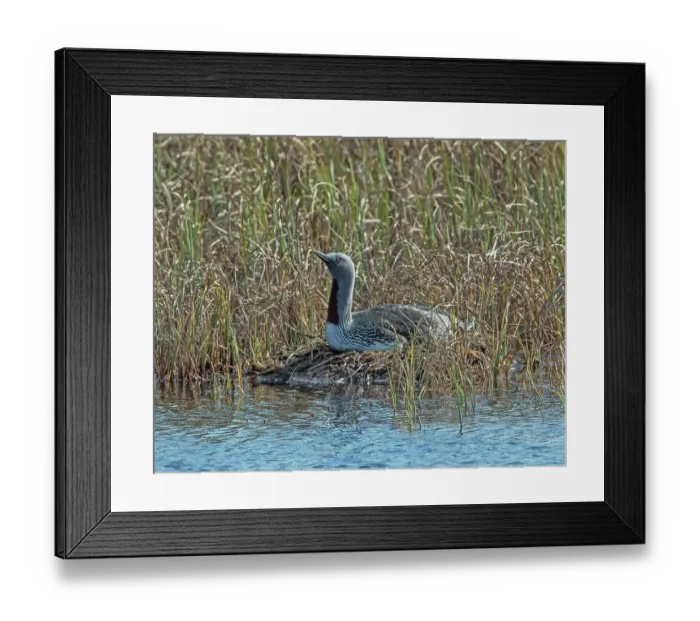 Framed Print : Red-throated loon (Gavia stellata) male incubating eggs on the nest among reedbeds, GedJnes, Kongsfjordfjellet, Finnmark, Norway. June