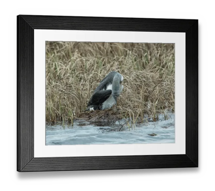 Framed Print : Red-throated loon (Gavia stellata) female, standing at nest among reedbed arranging the eggs, GedJnes, Kongsfjordfjellet, Finnmark, Norway. June Framed Print : Red-throated loon (Gavia stellata) female, standing at nest among reedbed arranging the eggs, GedJnes, Kongsfjordfjellet, Finnmark, Norway. June