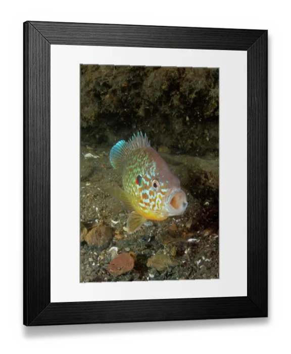 Framed Print : Pumpkinseed (Lepomis gibbosus) male, yawning, Lake Lugano, Ticino, Switzerland Framed Print : Pumpkinseed (Lepomis gibbosus) male, yawning, Lake Lugano, Ticino, Switzerland