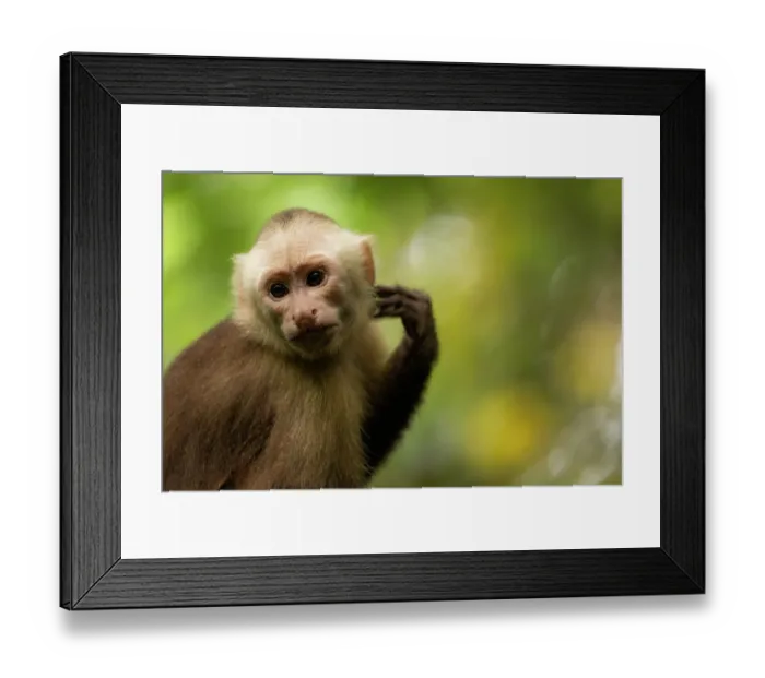 Framed Print : Santa Marta white-fronted capuchin (Cebus malitiosus) portrait, Tayrona National Park, Colombia. Endangered Framed Print : Santa Marta white-fronted capuchin (Cebus malitiosus) portrait, Tayrona National Park, Colombia. Endangered