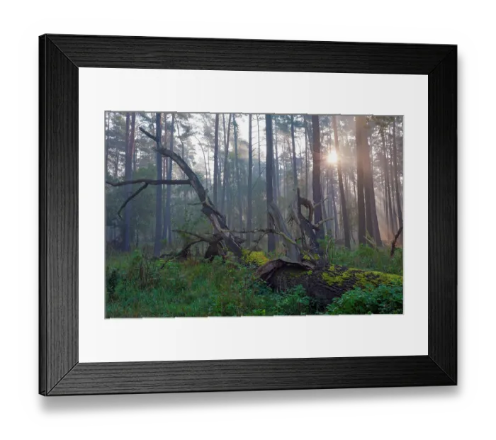 Framed Print : Dead Oak tree (Quercus sp.) lying across forest floor with sunlight through trees, Muritz National Park, Mecklenburg-Western Pomerania, Germany. October, 2011 Framed Print : Dead Oak tree (Quercus sp.) lying across forest floor with sunlight through trees, Muritz National Park, Mecklenburg-Western Pomerania, Germany. October, 2011