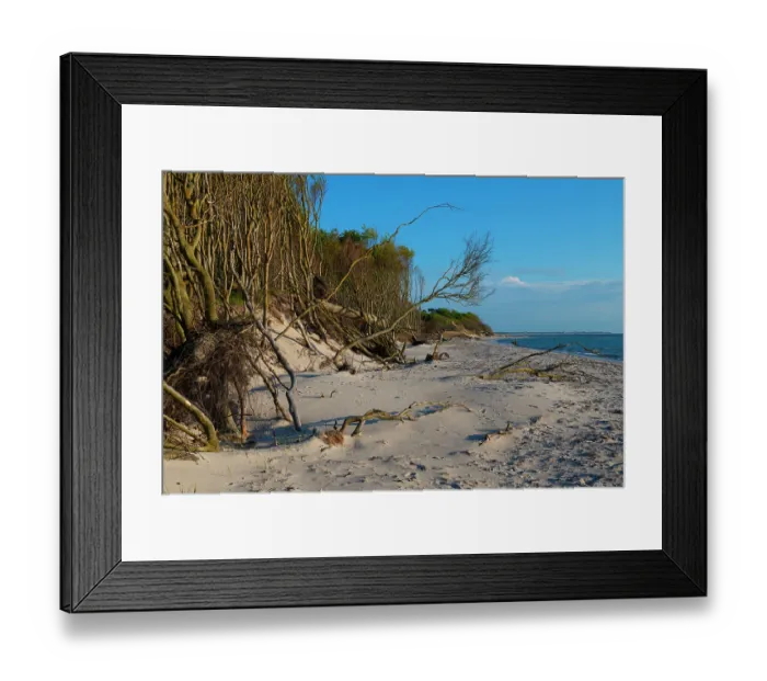 Framed Print : European beech (Fagus sylvatica) trees growing along edge of beach, some uprooted by the sea, Darsser West Beach, Western Pomerania Lagoon Area National Park, Baltic Sea Framed Print : European beech (Fagus sylvatica) trees growing along edge of beach, some uprooted by the sea, Darsser West Beach, Western Pomerania Lagoon Area National Park, Baltic Sea