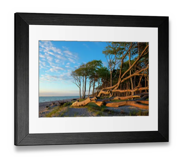 Framed Print : European beech (Fagus sylvatica) trees along the beach in evening light, with one tree uprooted by the sea, Darsser West Beach, Western Pomerania Lagoon Area National Park Framed Print : European beech (Fagus sylvatica) trees along the beach in evening light, with one tree uprooted by the sea, Darsser West Beach, Western Pomerania Lagoon Area National Park